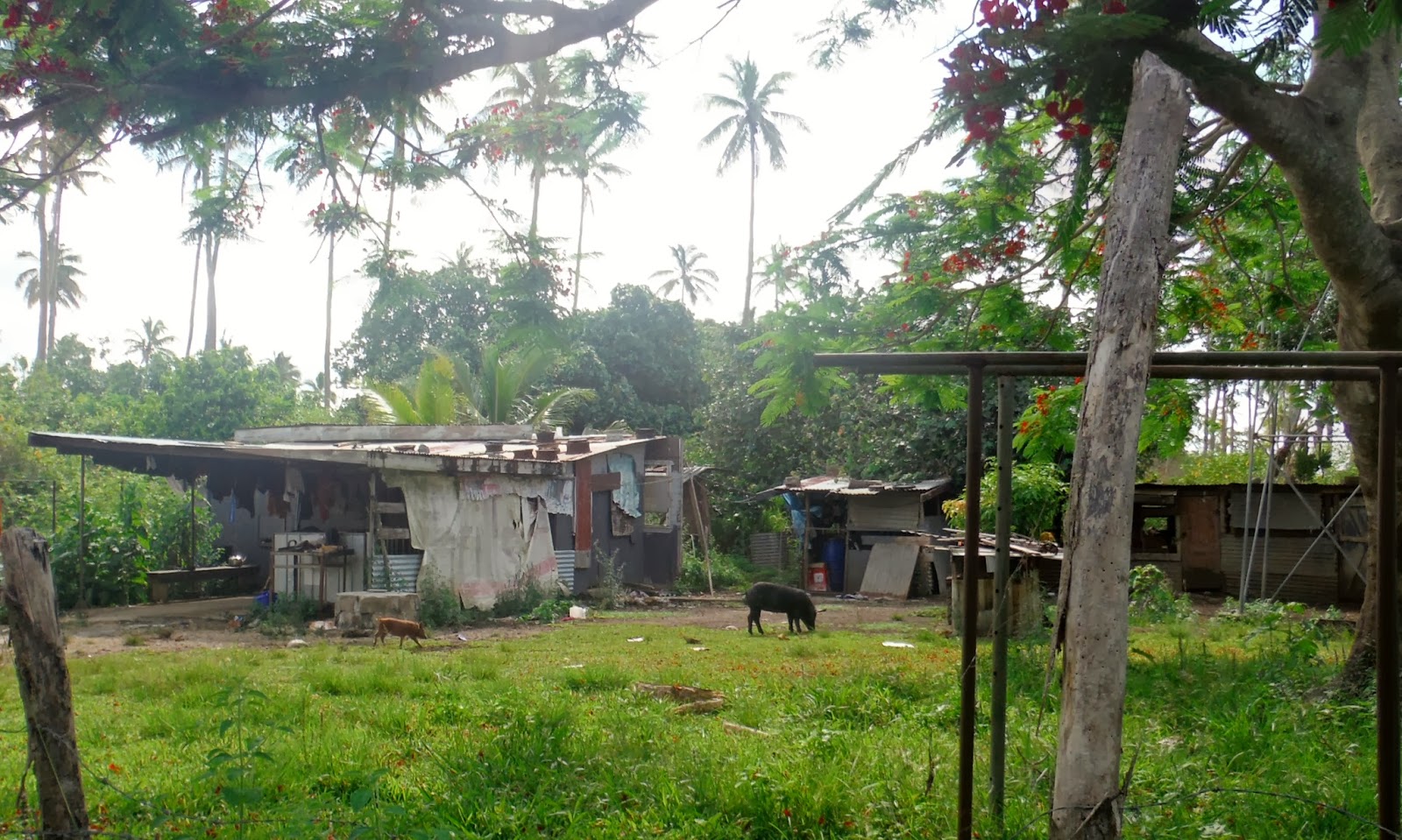 Testimonies from Tonga TONGAN HOUSES