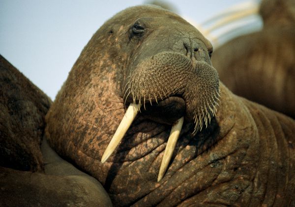 Walrus | Animal Wildlife