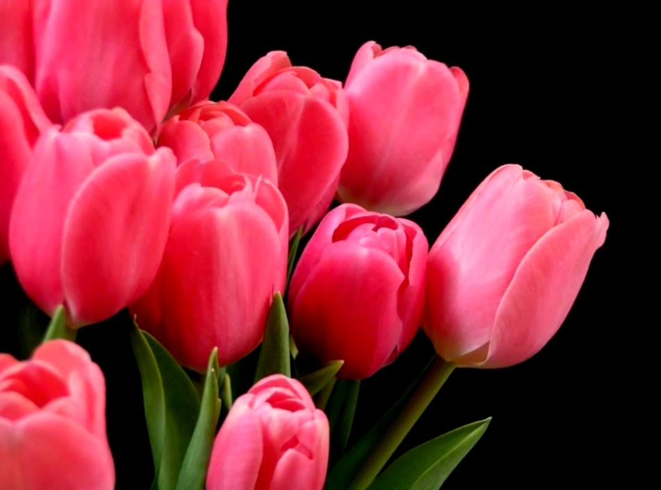 Tulip Flower Desktop Wallpapers Tulip Flower Pictures Cool Tulip Flower Desktop Wallpapers Tulip Flower Pictures Cool