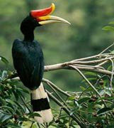 The hornbills (bucerotidae), or “Burung Tingang” in Indonesian