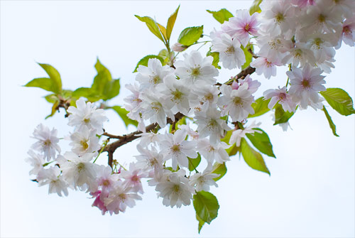inkspired musings: Is it time for Cherry Blossoms?