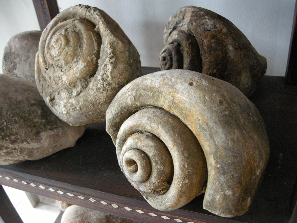 IndoGemstone Fossil Shells for sale