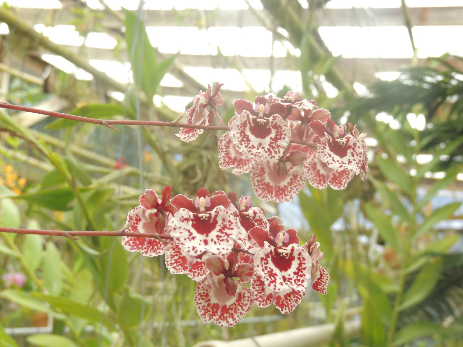 Mereknits Orchids and Rosa's number 2