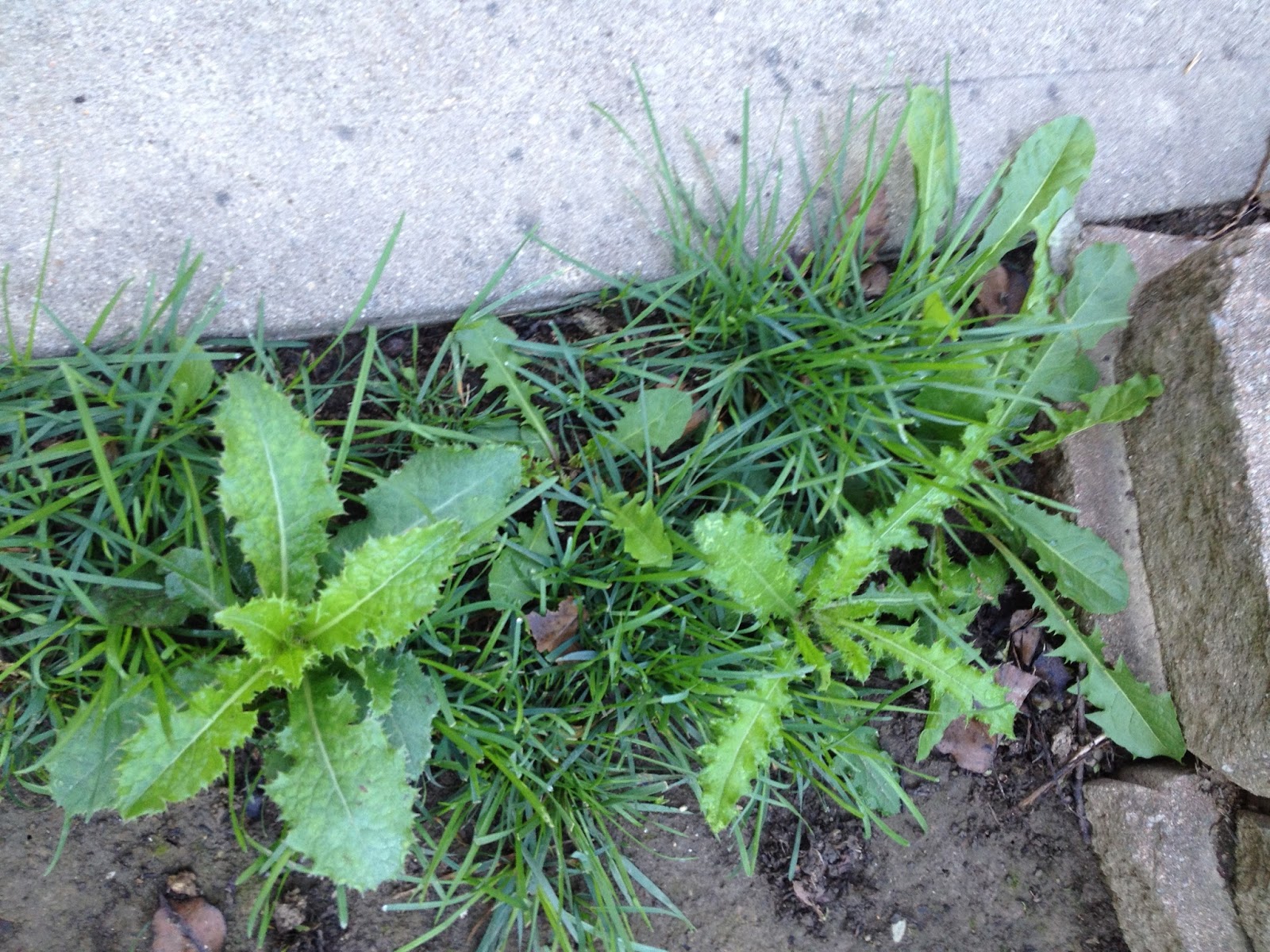 The DIY Guinea Pig Weed Killer