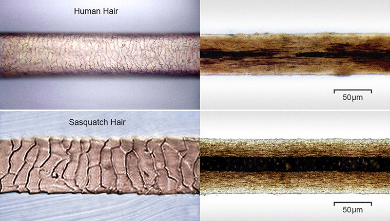 Dog Hair Dyed Like A Skunk Dog Hair Dyed Like A Skunk