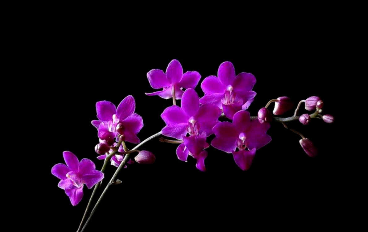 Purple Orchid Flower Pictures  Flower Meanings Pictures and Photos Purple Orchid Flower Pictures  Flower Meanings Pictures and Photos