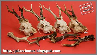 20 tines of Roe Deer Antlers 4" to 6" taxidermy skull head hunting 10 Pairs 