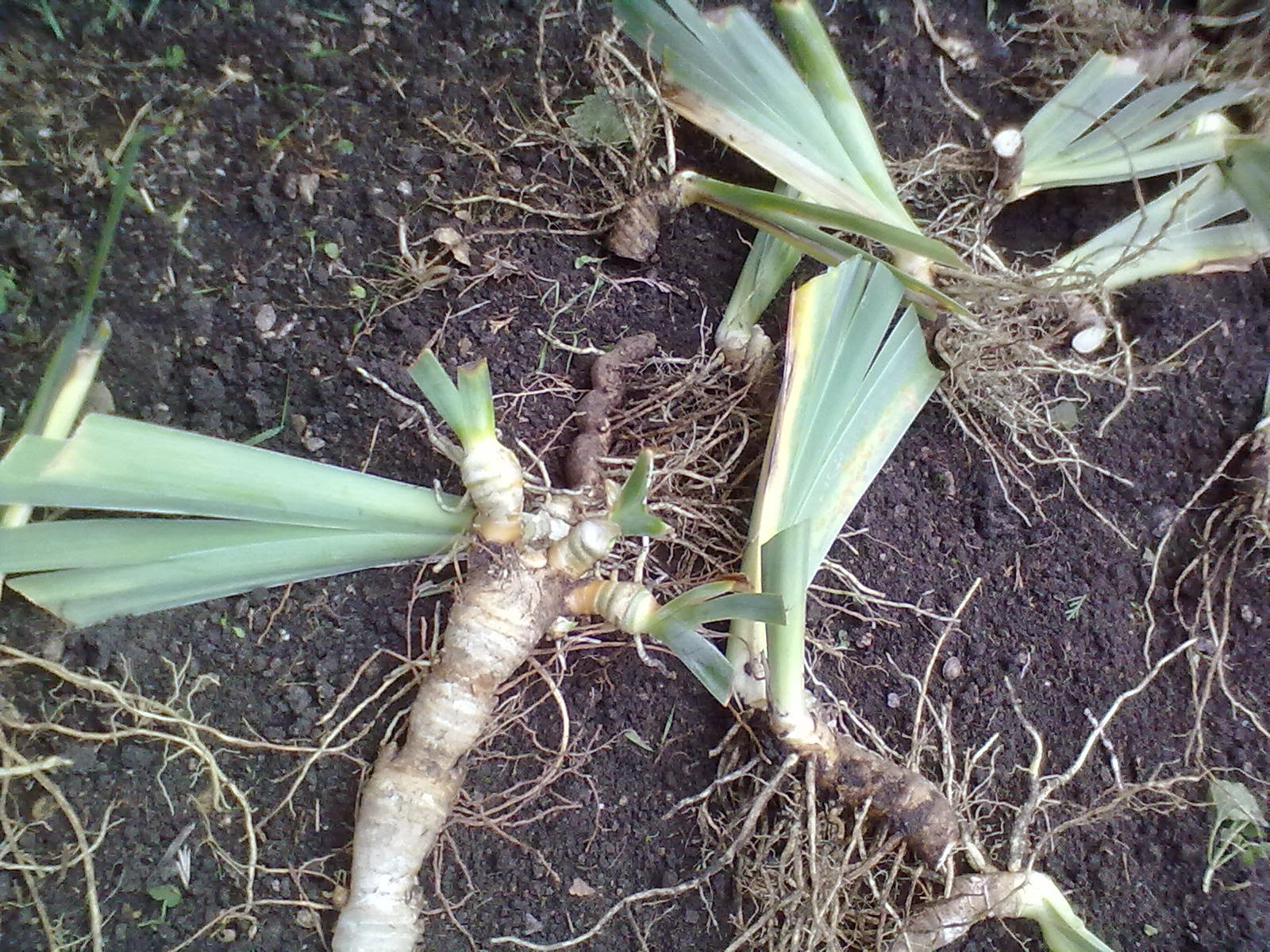 Rachel the Gardener Couch grass in the Ivy