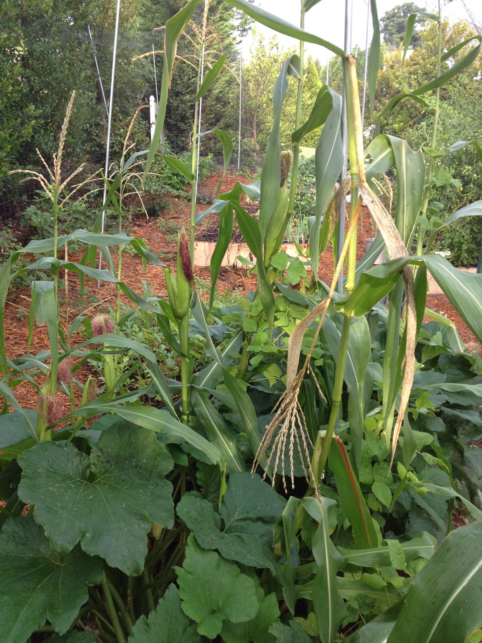 Garden Corn