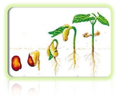 Alshela Pradini Permatasari Pengaruh Air Pada Pertumbuhan Dan Pekembangan Tumbuhan Kacang Merah