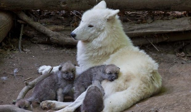 Story About Man Eating Dog In Artic Story About Man Eating Dog In Artic