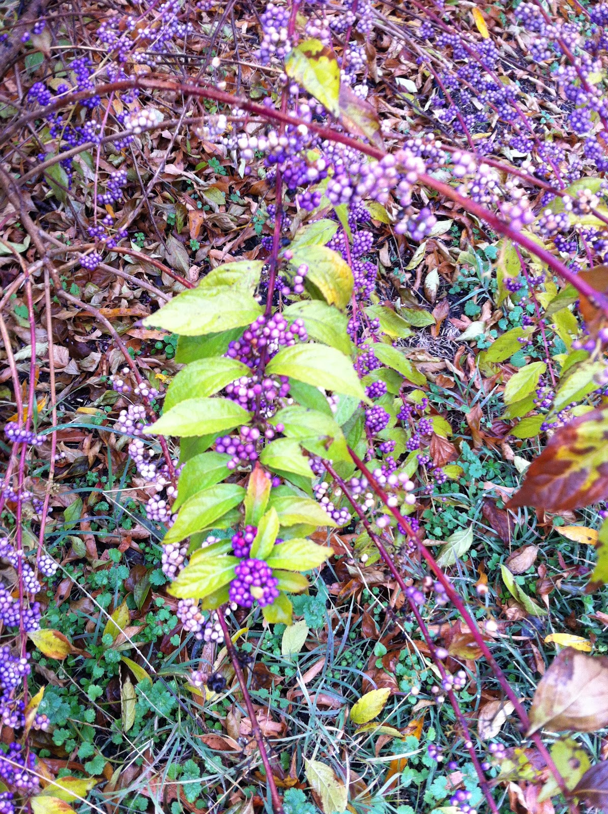 River City Wild Foods Making beautyberry jelly