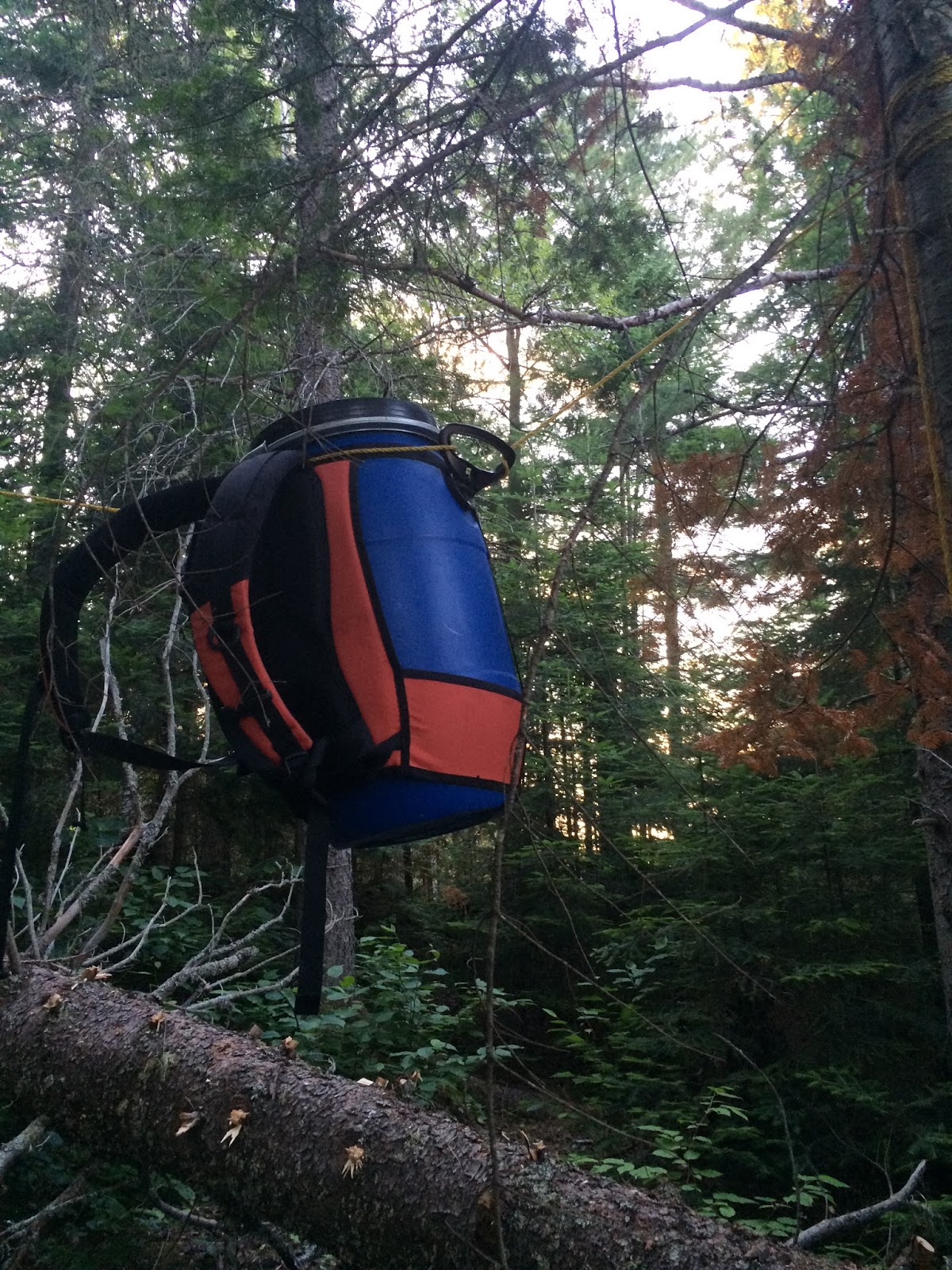 Life with Chickenruby If the bear is brown, lie down, if it's black