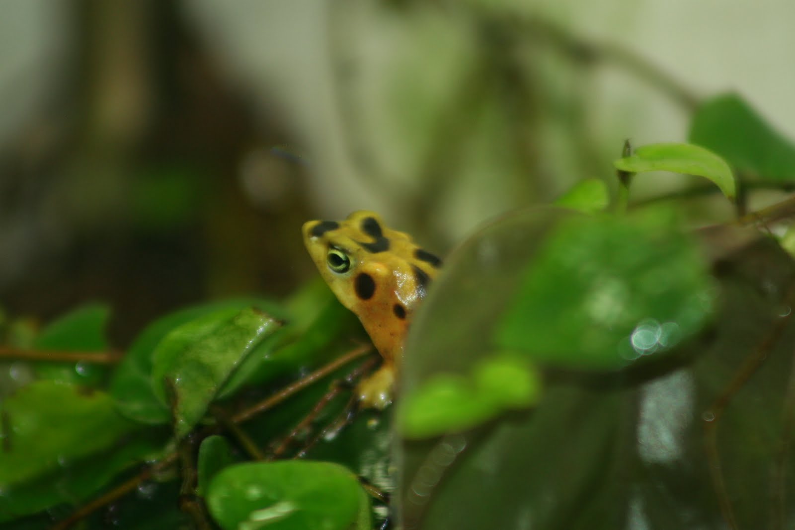 Panama Golden Frog