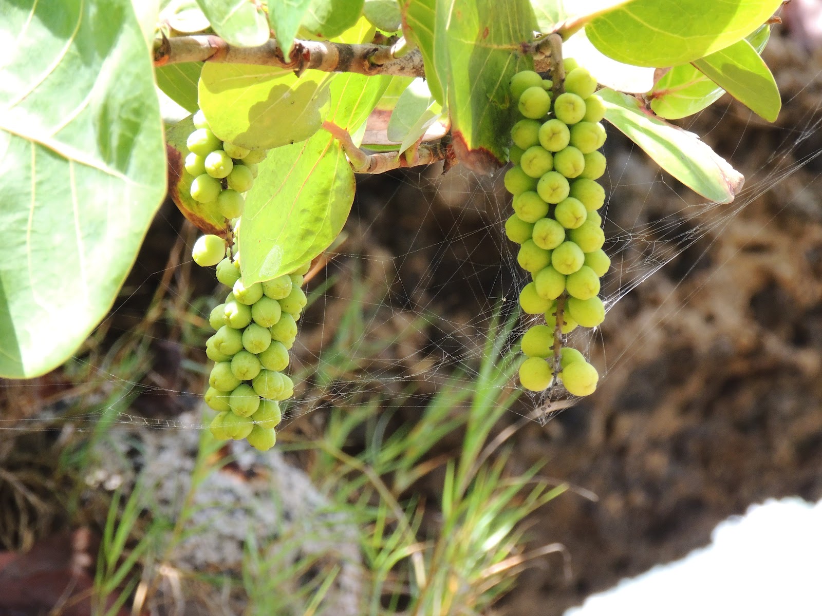 À Fleur De Vous... CT Guadeloupe Fruits & Légumes