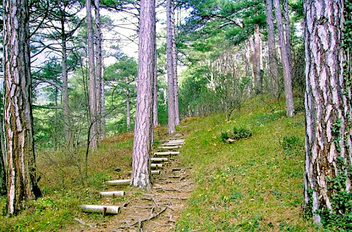 Боткинская тропа