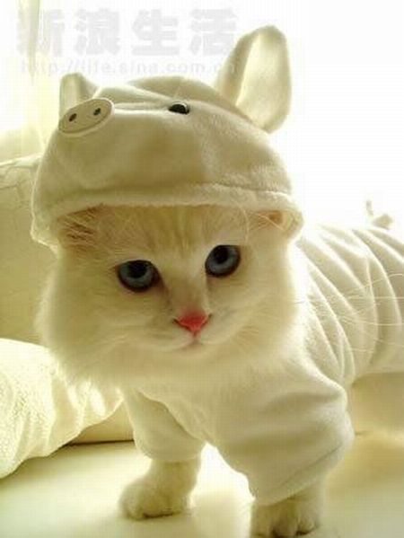 Welcome to GetASoft: Cutest Pet Contest