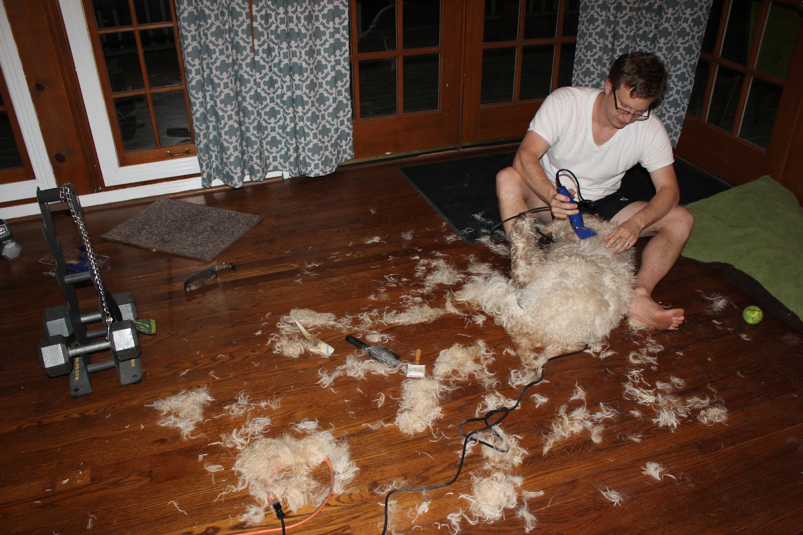 Goldilocks & Her Doodle Shearing a Big 'Ole Sheep (Goldendoodle!)