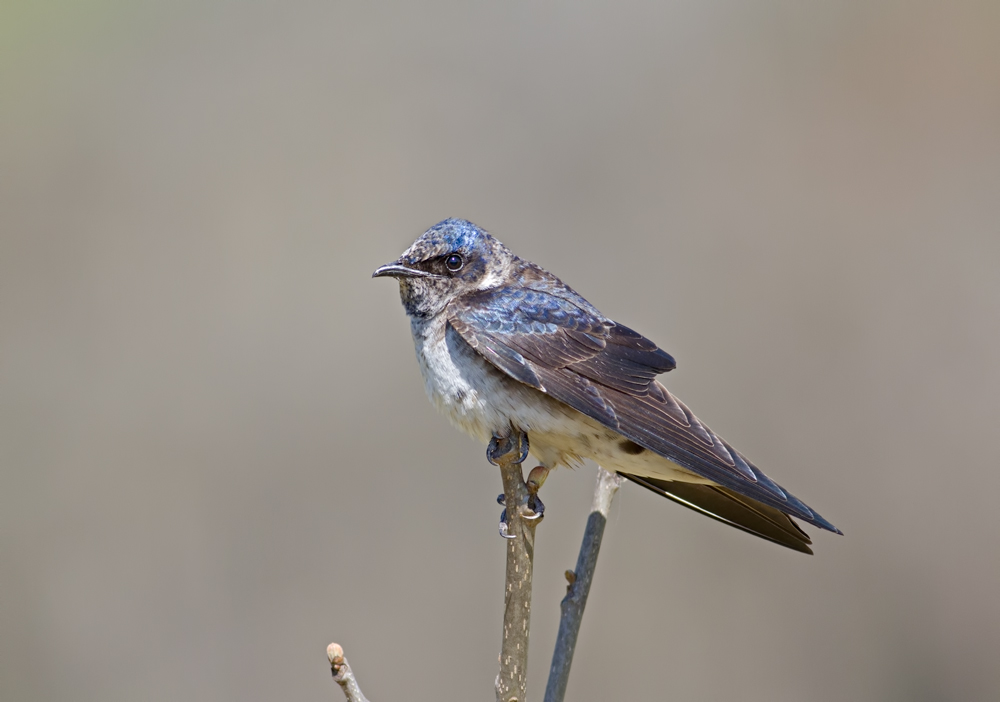 purple martin migration 2018 purple martin migration 2018