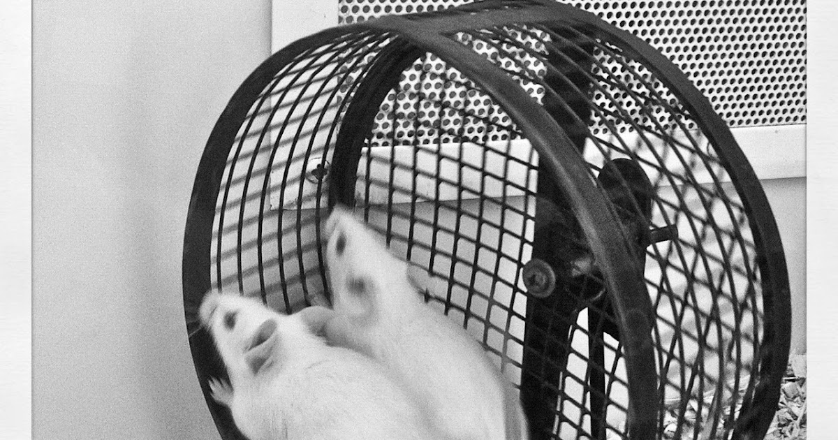 Daily Finds mice on a wheel find