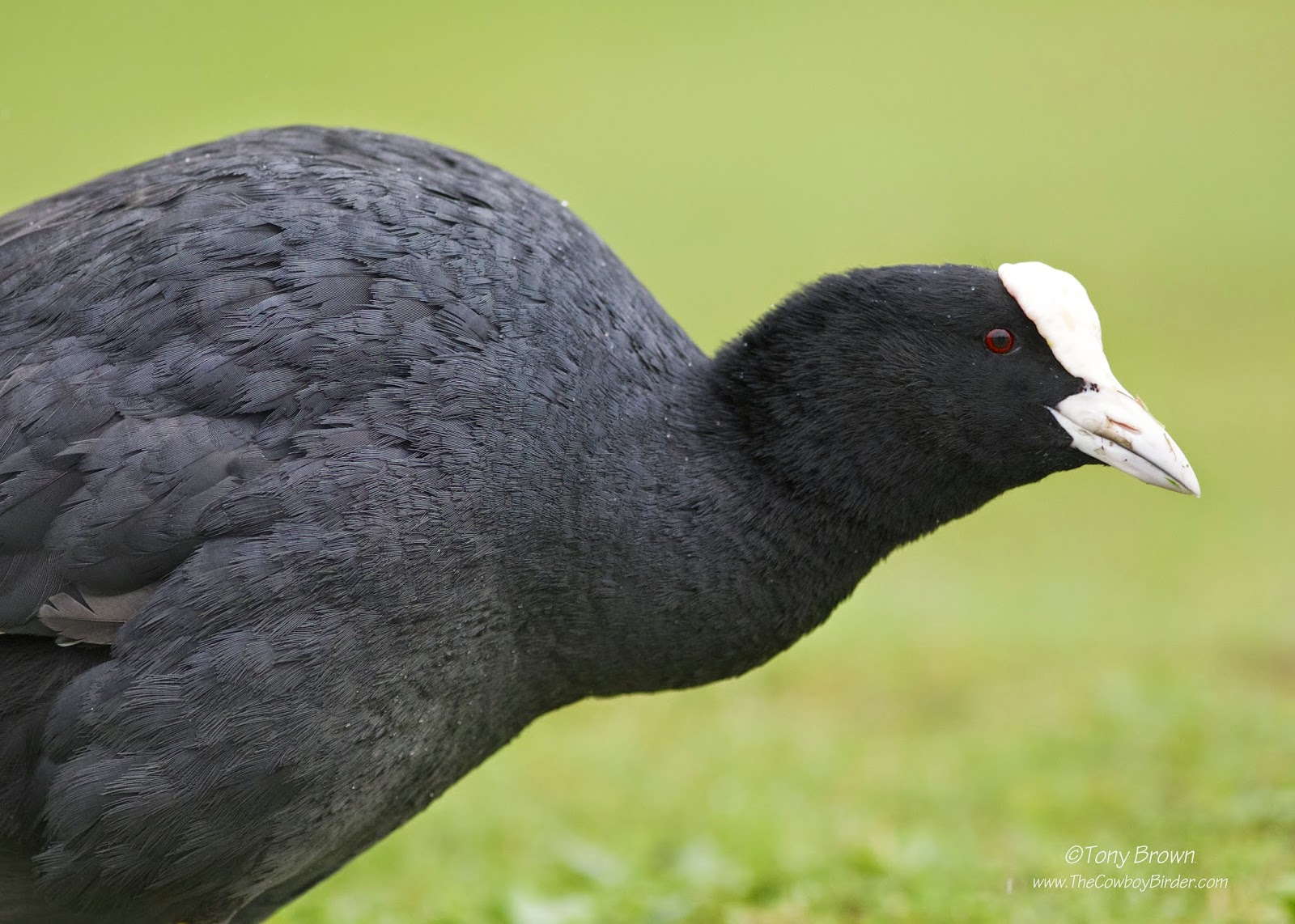 Coot, not American Coot