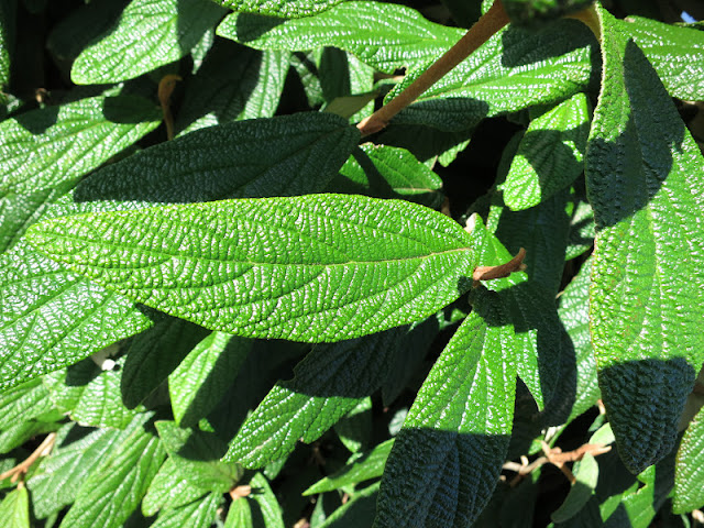 Green leaves with deep indentations in bright sunlight