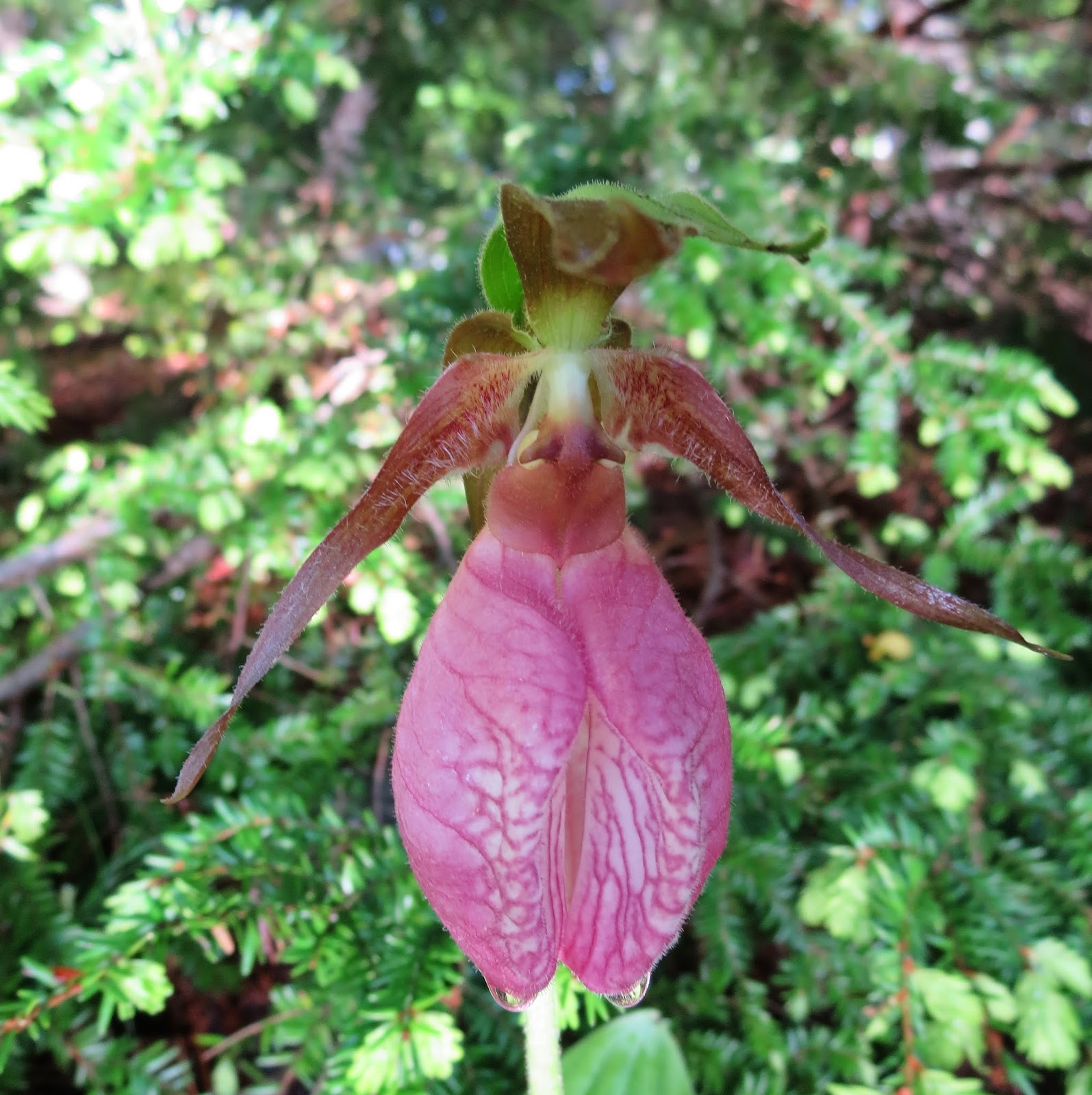 Maynard Life Outdoors and Hidden History of Maynard Damariscotta Lake