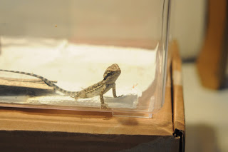 bearded-dragon-shedding