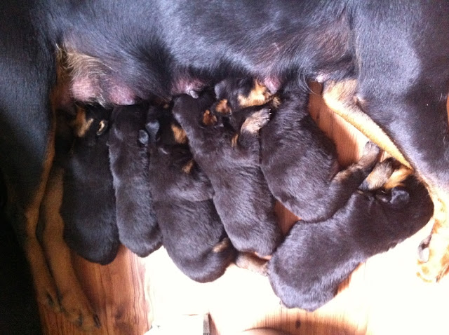 lifespan of rottweiler litter size for rottweiler many lifespan of rottweiler litter size for rottweiler many