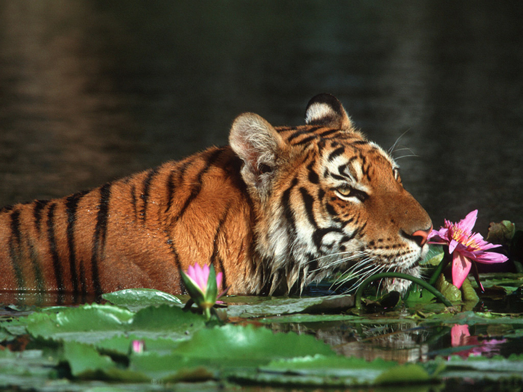 The-royal-bengal-tiger-bangladesh-9418428-1024-768.jpg