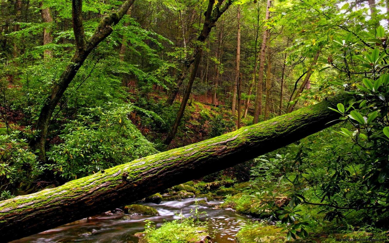Forest Fallen Tree Forest Fallen Tree