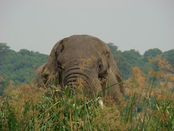 ELEPHANT ON THE RIVER NILE