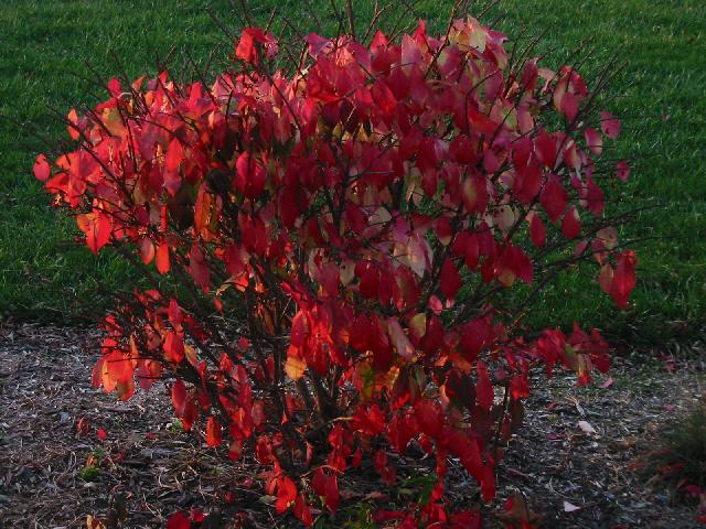 Burning Bush Image