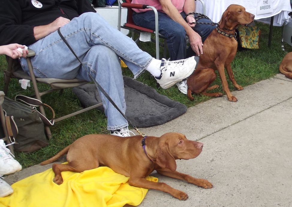 Tennessee Valley Kennel Club Dog Show in Krutch Park Inside of Knoxville