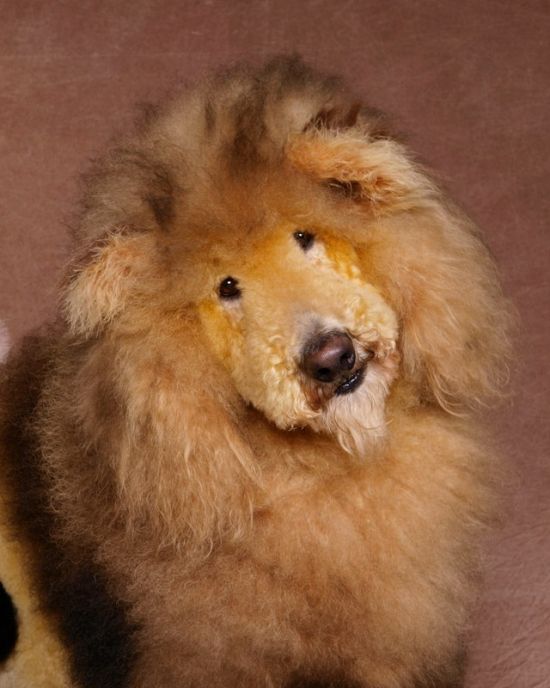 Ren Netherland fotografia animais estimação cães cachorros extreme pets fantasia Leão Ren Netherland fotografia animais estimação cães cachorros extreme pets fantasia Leão