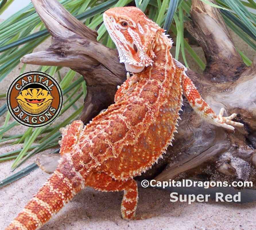 new to this • Bearded Dragon . org