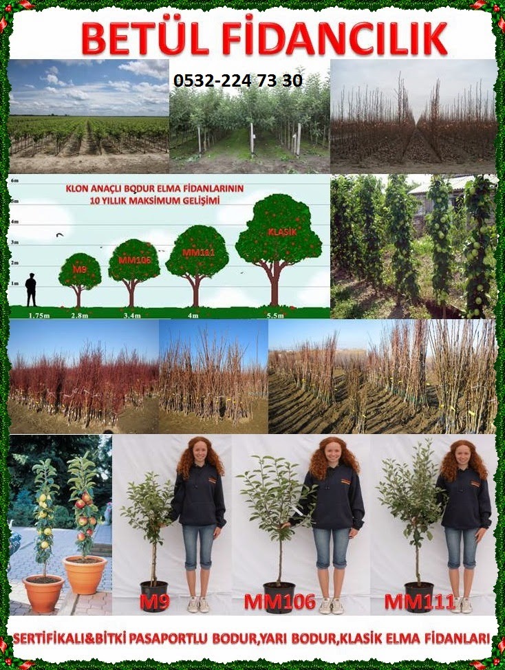 Zeytin Fidani Ege Fidancilik Salihli Fidan Satisi Fide Satisi Internetten Fidan Siparisi Bahce Bodur Asili Sertifikali Meyve Fidani Sus Bitkileri Superior Uzum Fidani