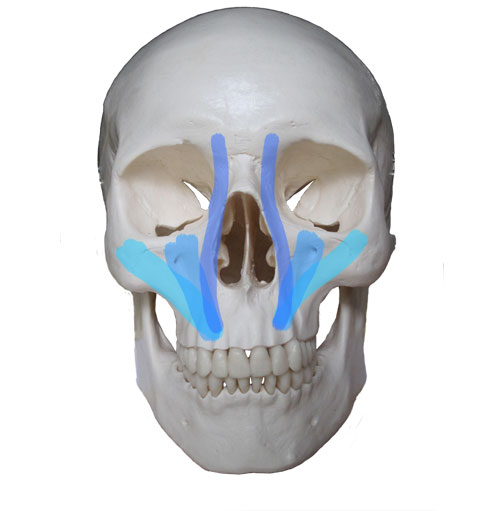Kreated by Krause: Artistic Anatomy Part 5: Mouth Muscles I