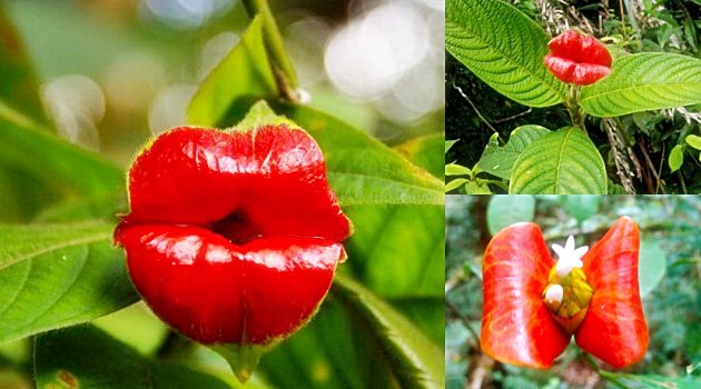 tanaman langka berbentuk bibir semuanya ada disini tanaman langka berbentuk bibir semuanya ada disini