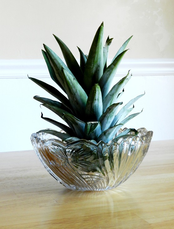 Grow Creative Blog What to do with a Pineapple Top