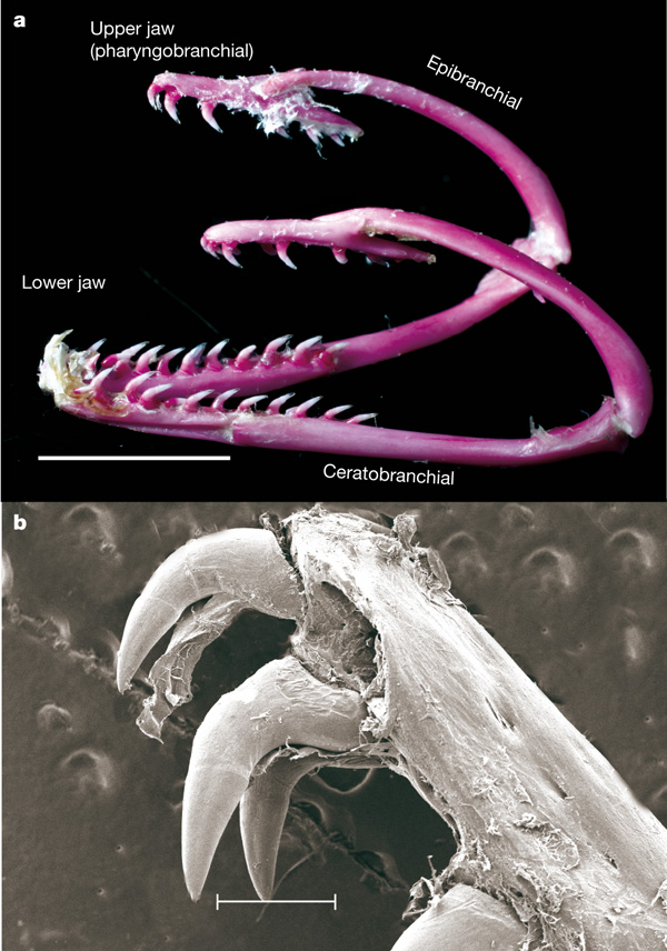 Eel Jaw