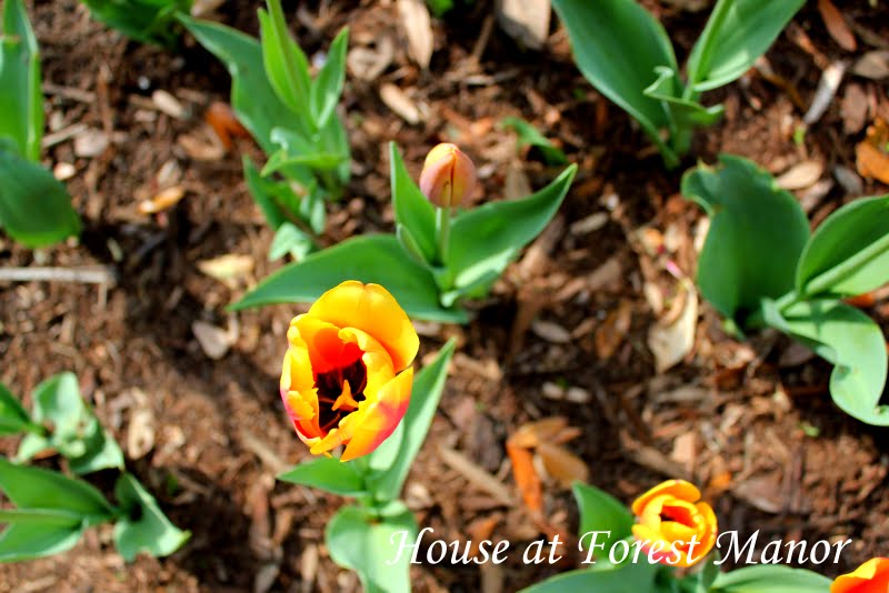House at Forest Manor: Brookgreen Gardens, Part Two