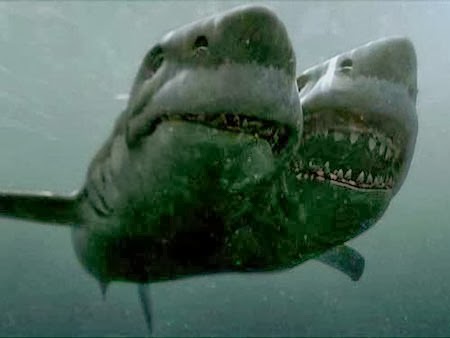 tin tong hop Bắt được cá mập 2 đầu còn sống gây kinh hoàng dân đi biển 1