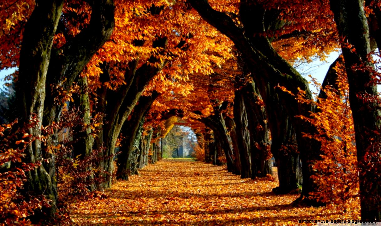 Beautiful Path HD desktop wallpaper High Definition Fullscreen Beautiful Path HD desktop wallpaper High Definition Fullscreen