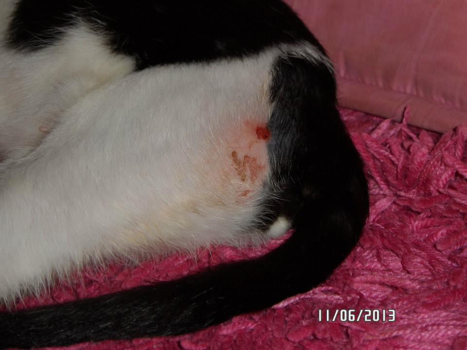 My Little Secrets Kucing Airmata Saya