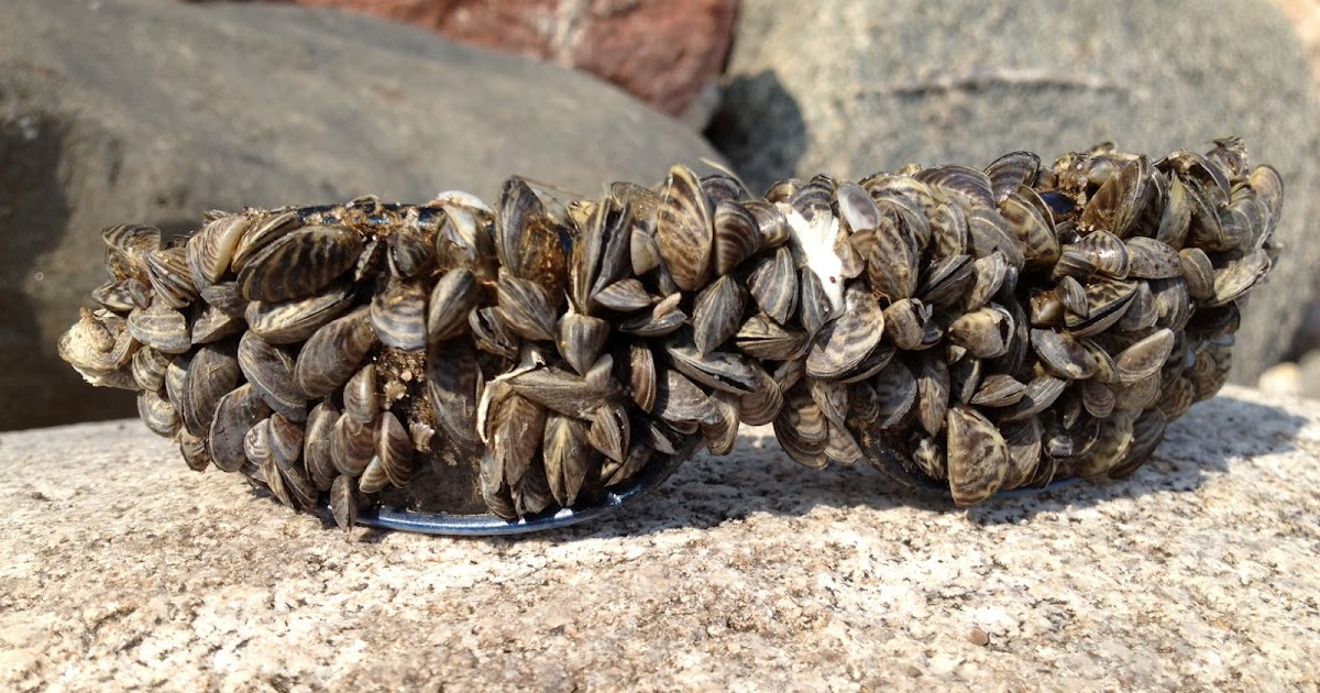 Frogsleap Farm: Good Zebra, Bad Zebra