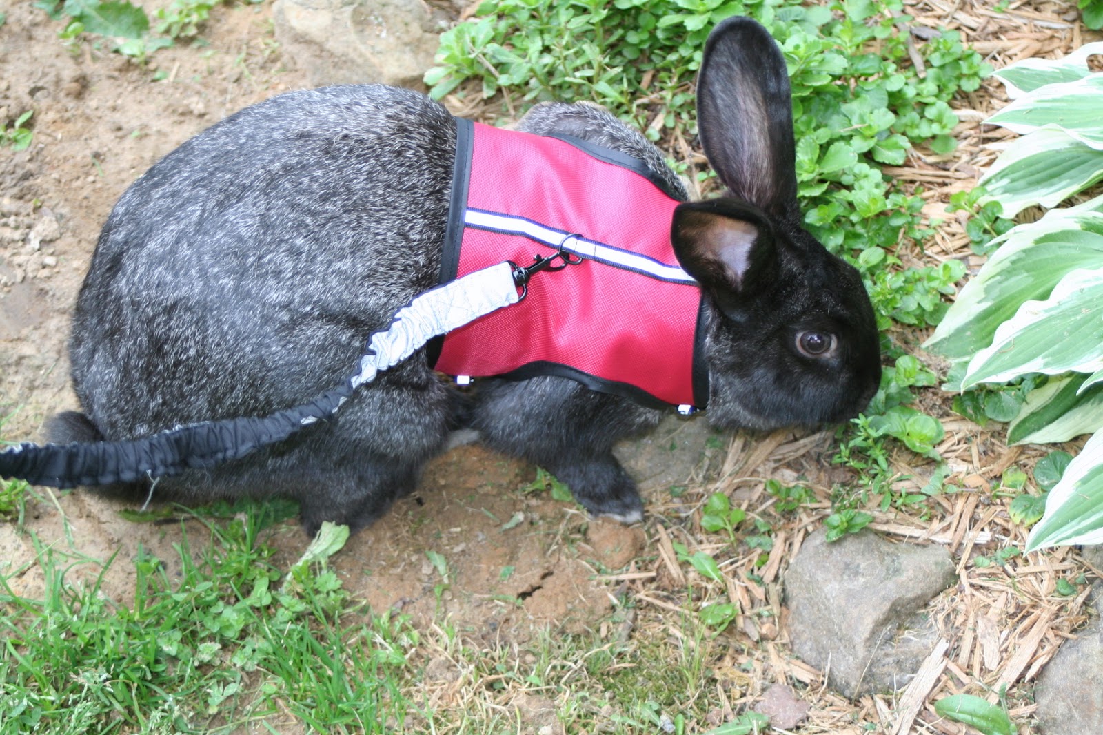 Brooding On A Rabbit On a Leash?
