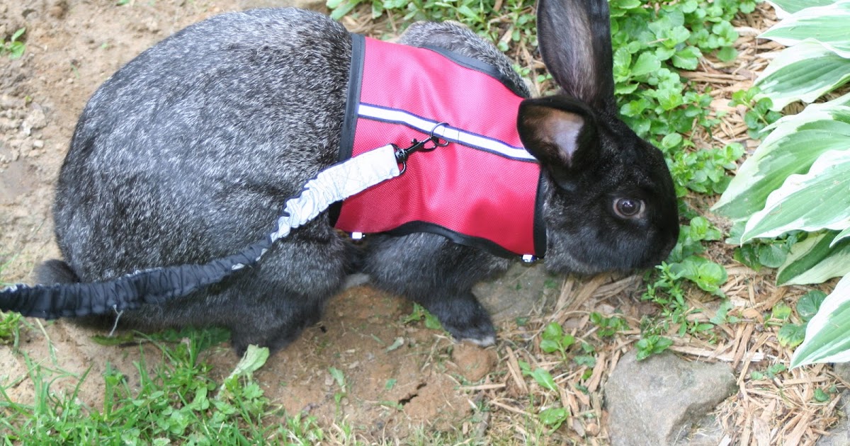 Brooding On A Rabbit On a Leash?