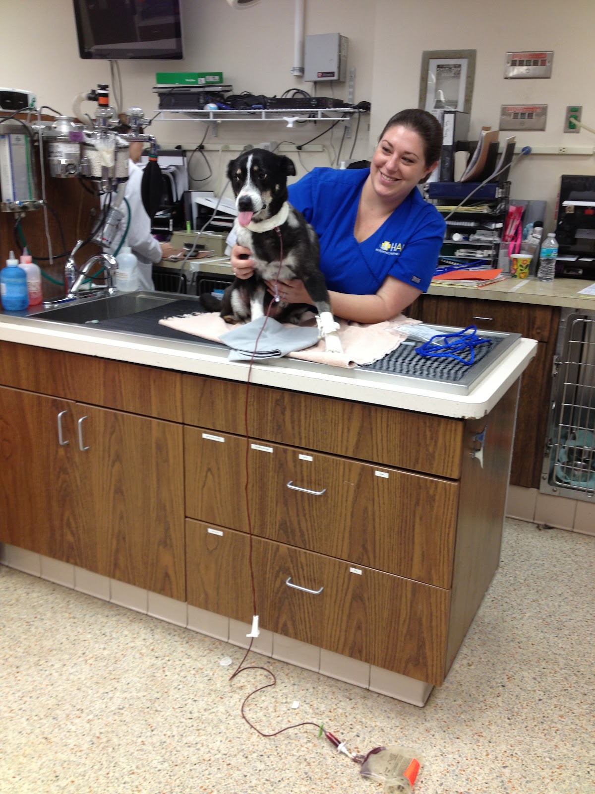 VCA Hollywood Animal Hospital January Patient of the Month "Sarah"