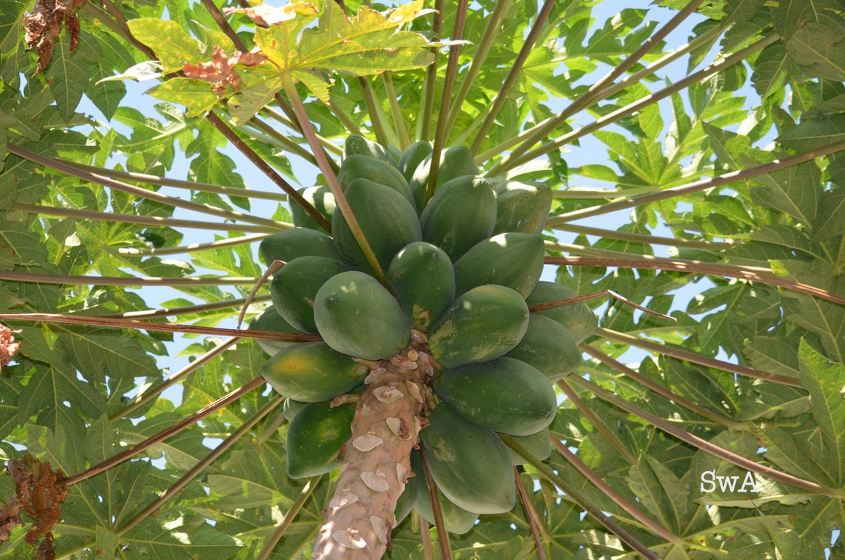 Tropical Biodiversity Santarém Pará Brasil Papaya